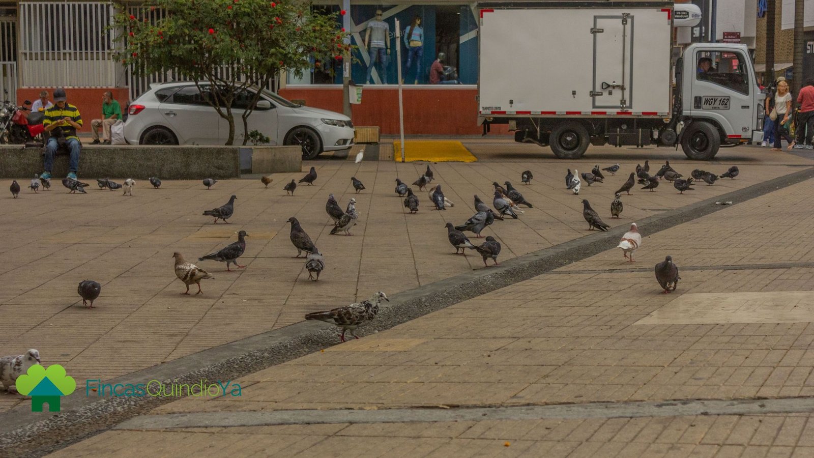 Foto que muestra palomas en el piso de un parque