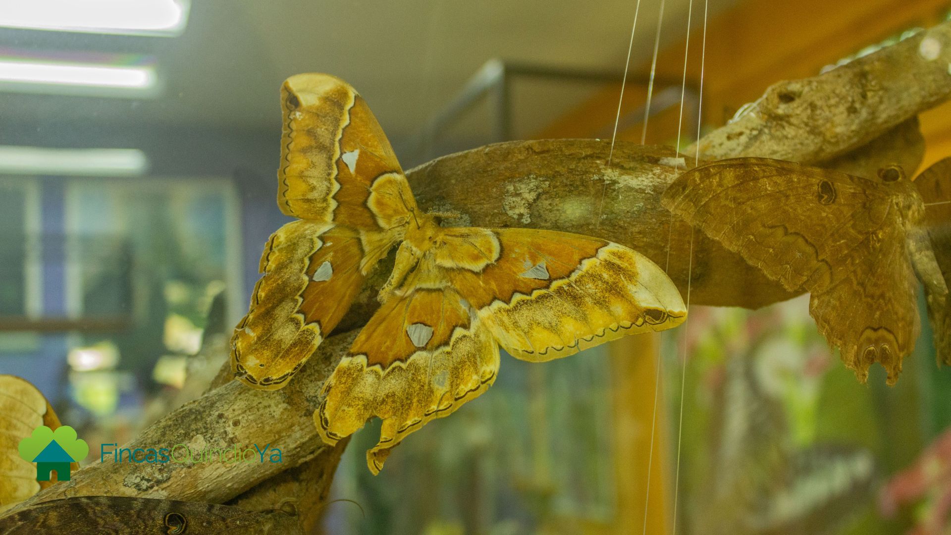 Mariposa disecada dentro de un cubo de cristal en el Jardín Botánico del Quindío