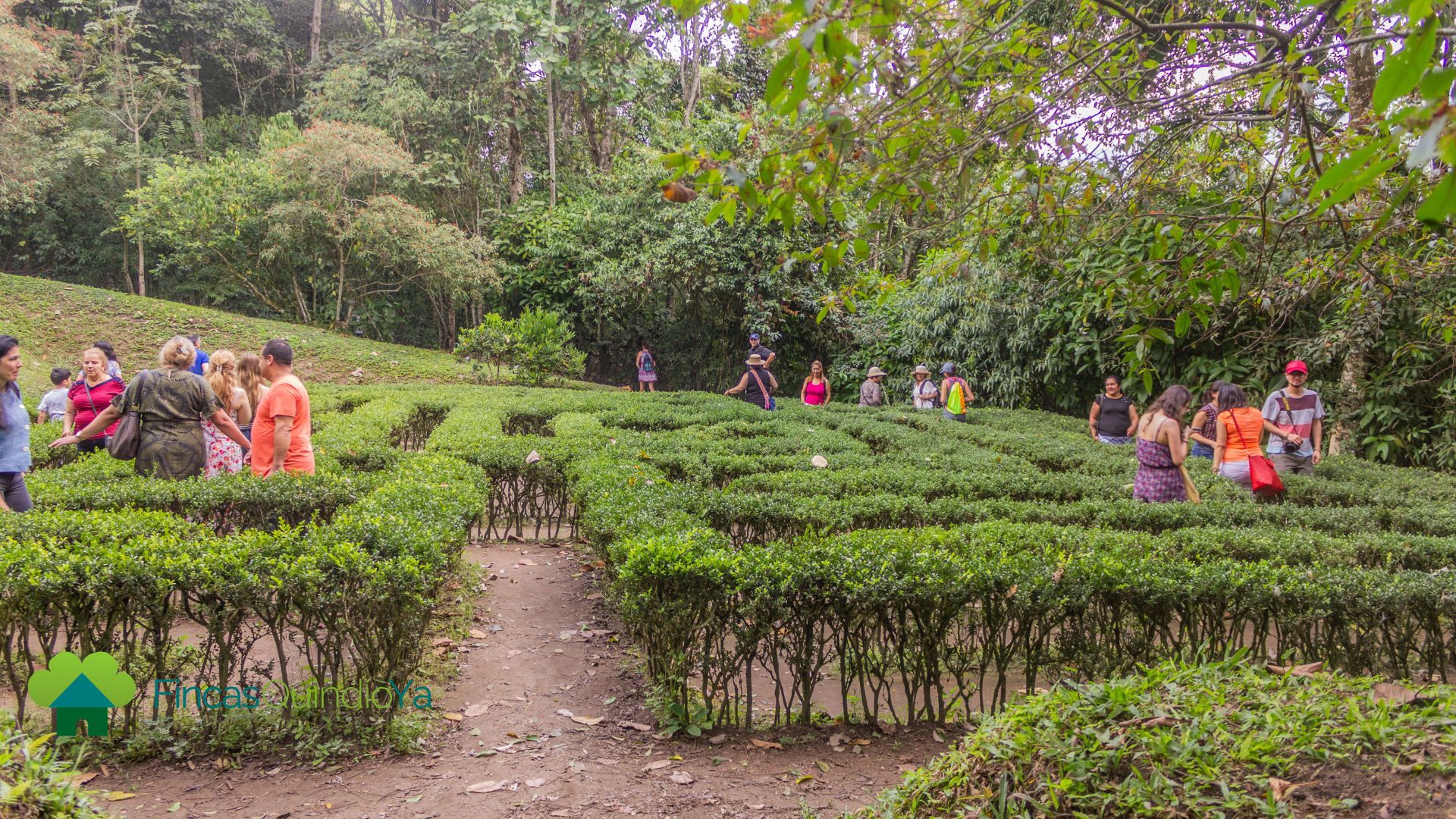 Laberinto y personas dentro de el en el Jardín Botánico del Quindío