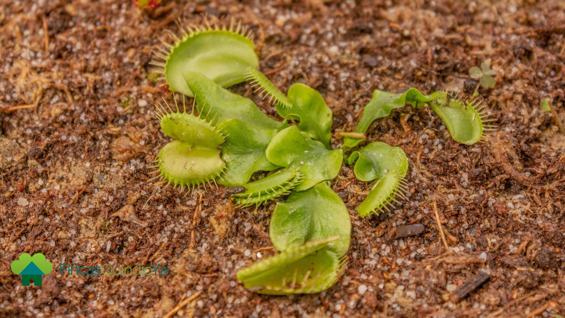 Una planta carnivora