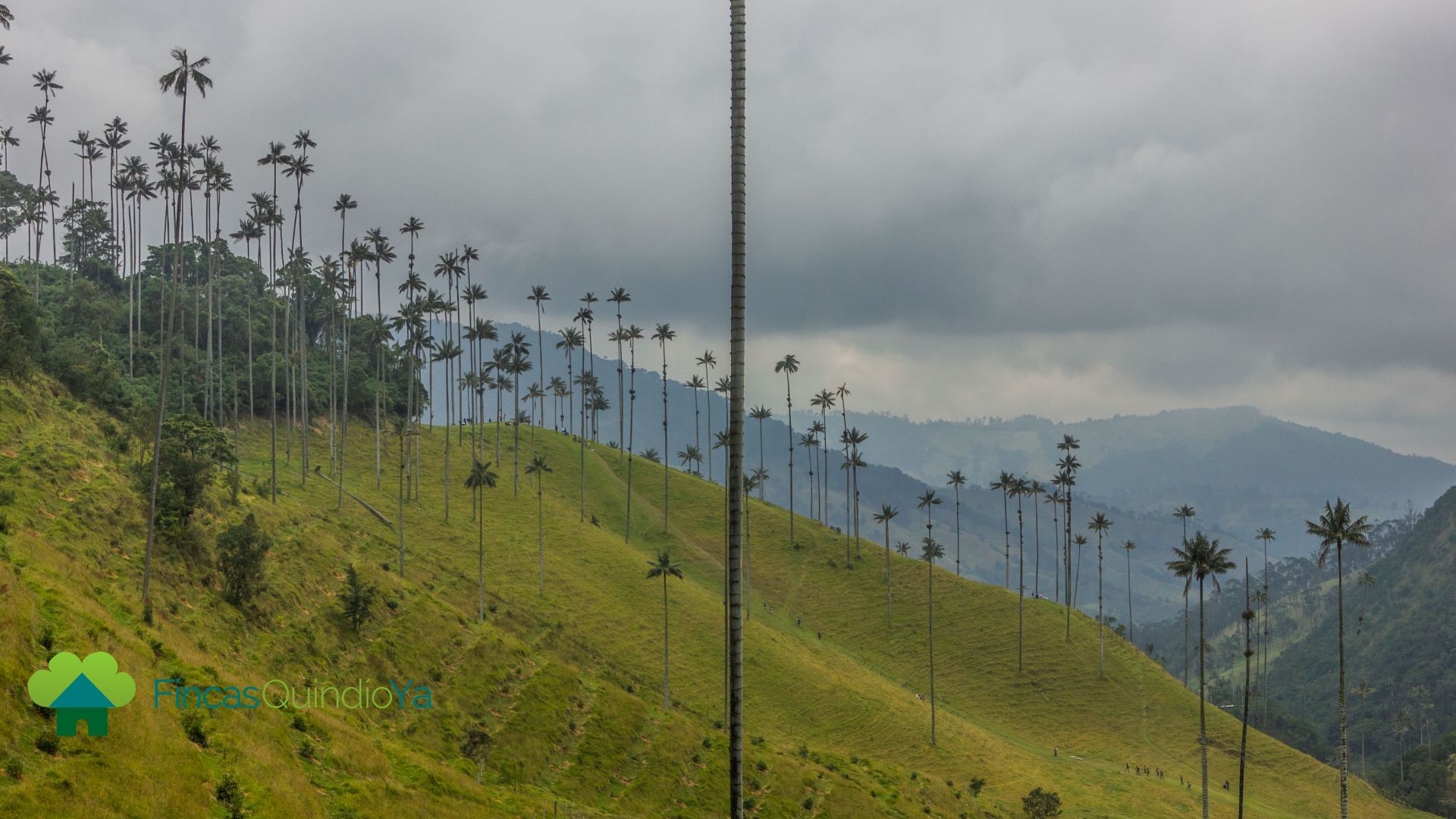 Palmeras en el valle de cocora, uno de los Lugares turísticos del Quindio