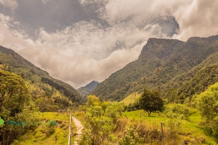 El Valle de Cocora, uno de los destinos en el Mapa Turístico del Quindio