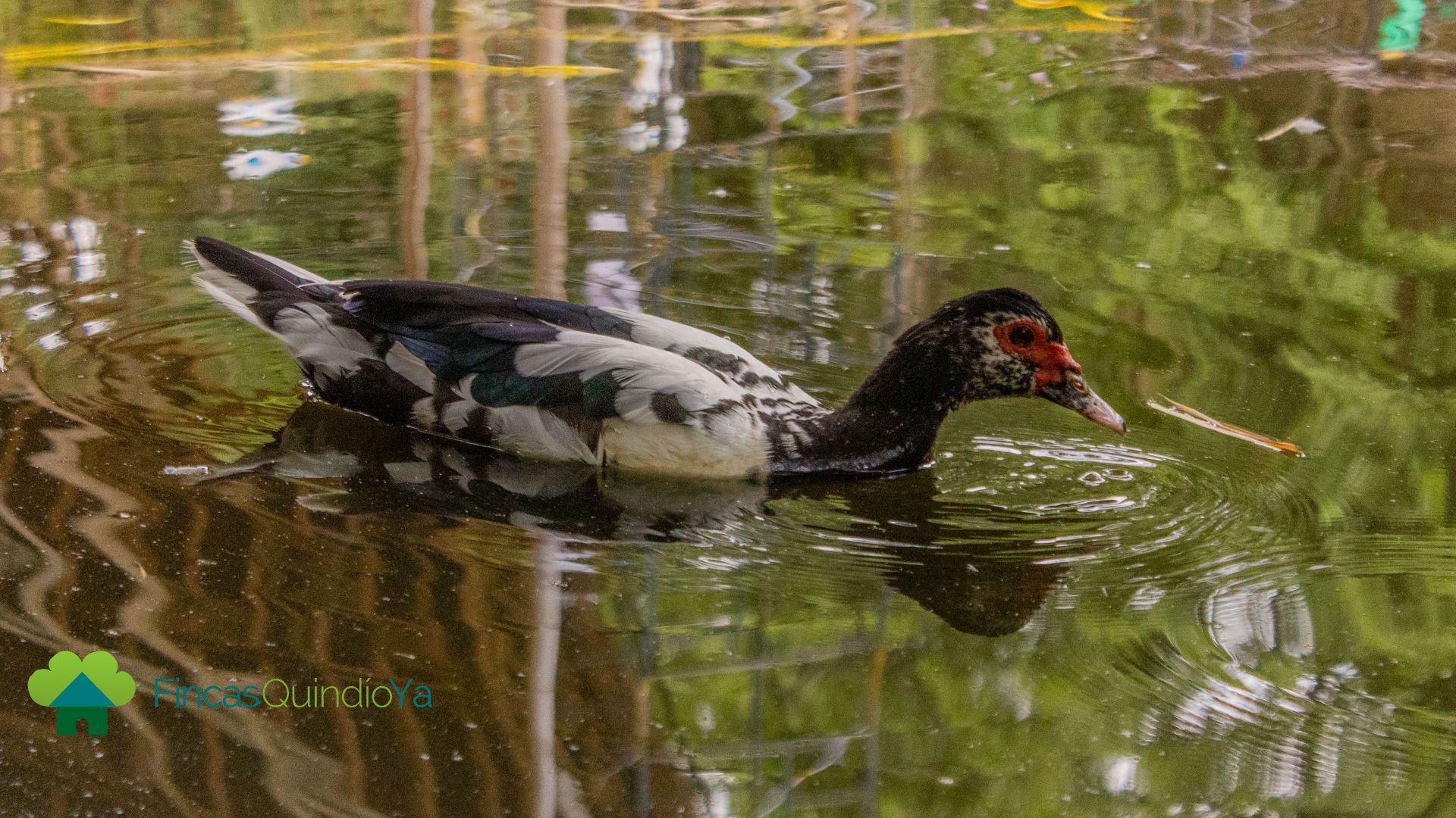 Fauna en los lago en El Parque de la Vida