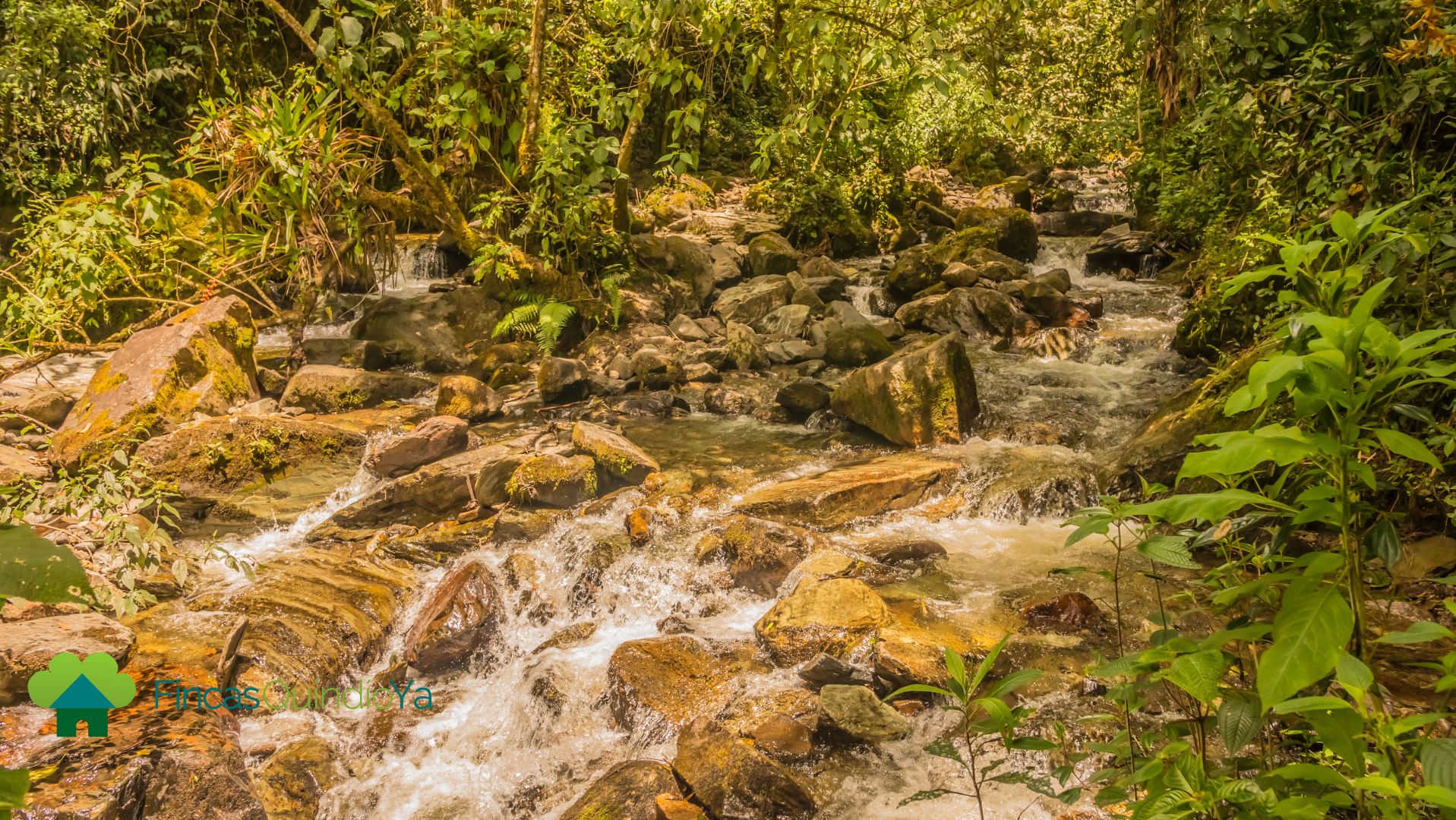 Quebrada en el Valle de Cocora