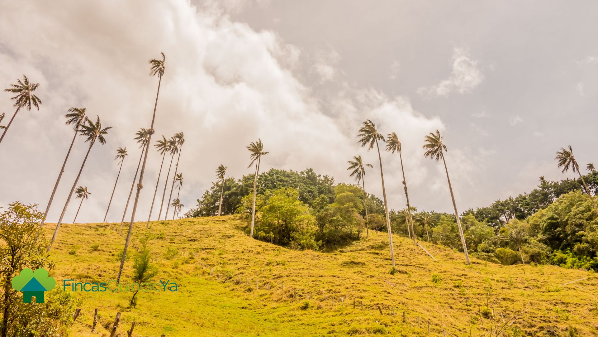 Palmas de Cera en el Valle de Cocora, un lugar en los Vídeos sobre el Quindio